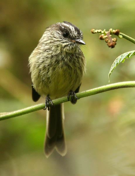 Agile Tit-Tyrant