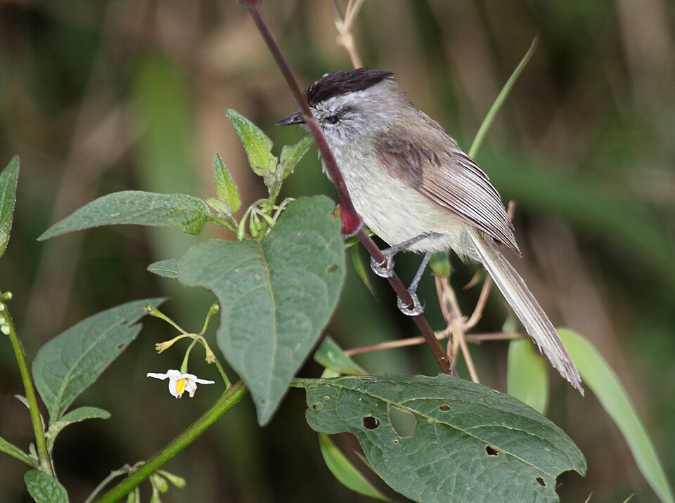 Unstreaked Tit-Tyrant