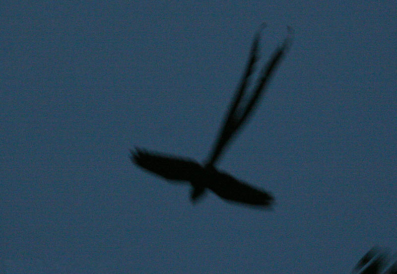 Lyre-tailed Nightjar