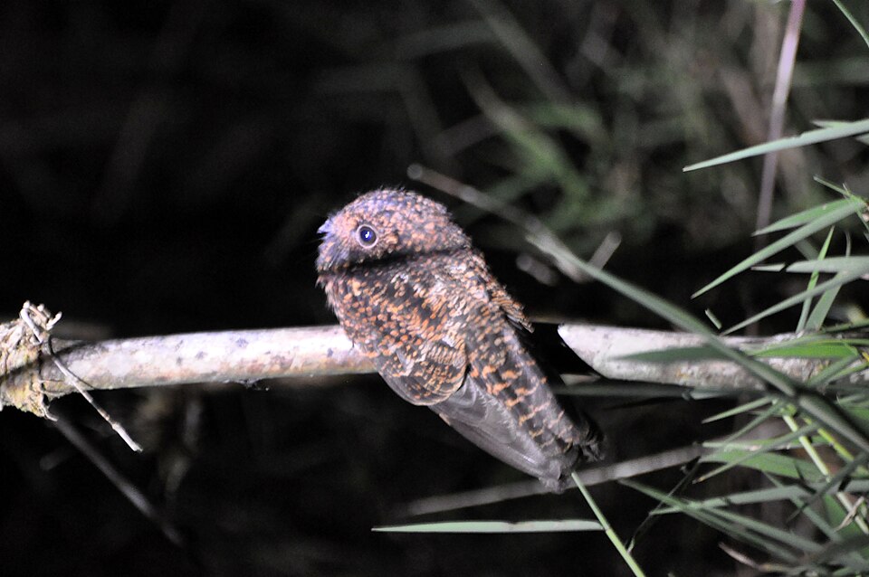 Swallow-tailed Nightjar