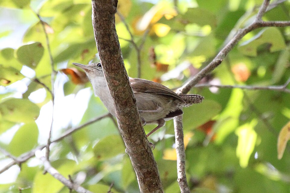 White-bellied Wren