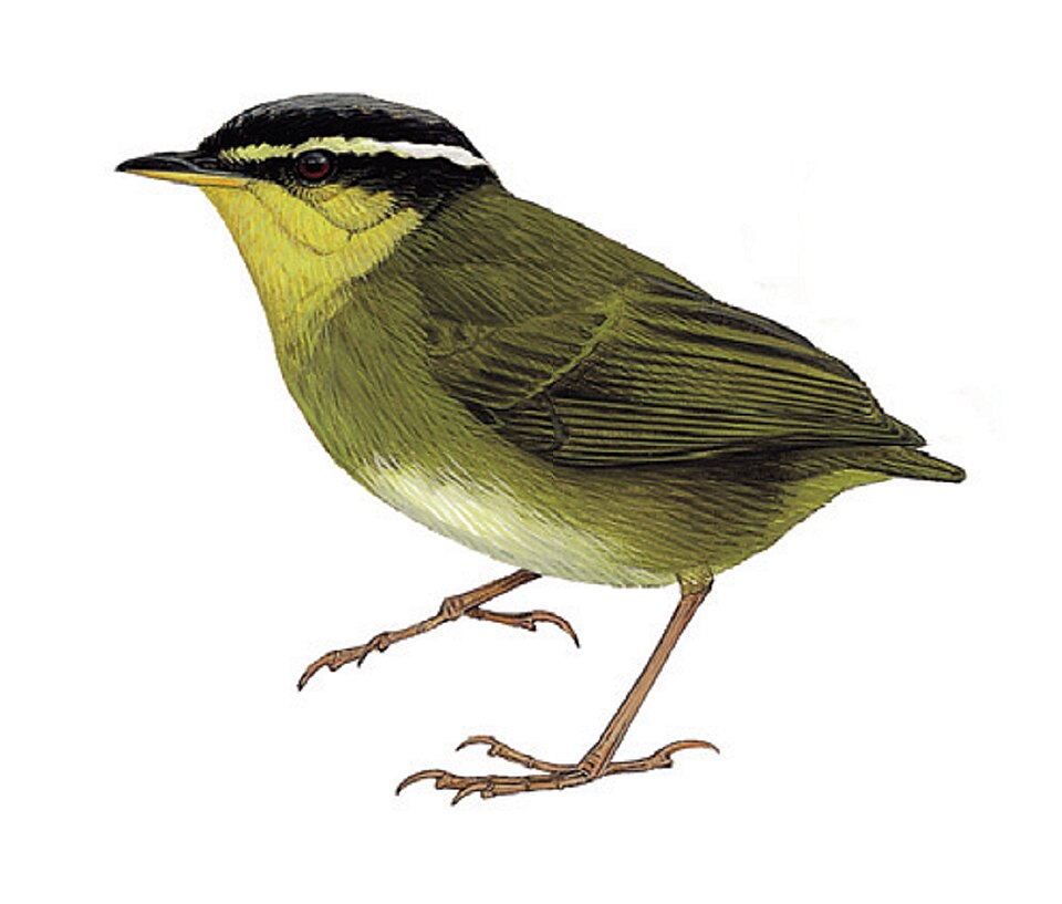 Neumann's Warbler