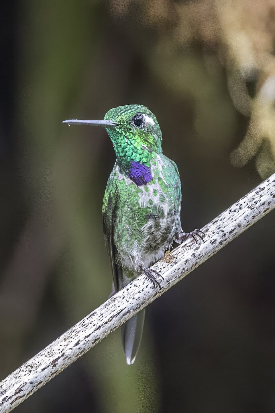 Purple-bibbed Whitetip