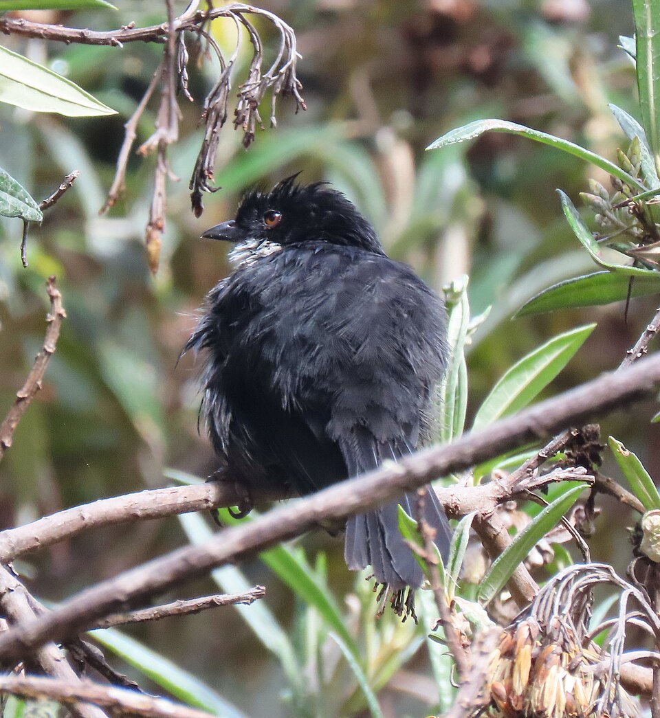 Black-backed Bush Tanager