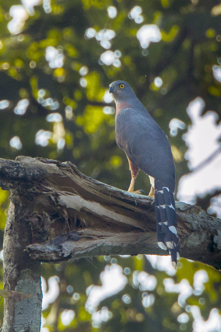 Long-tailed Hawk