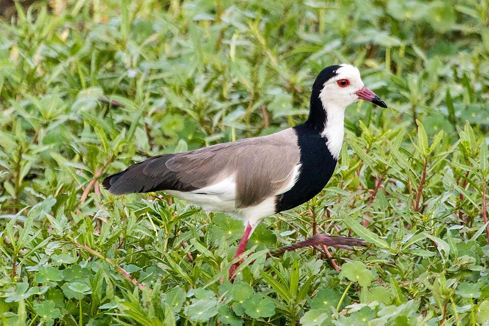 Long-toed Lapwing