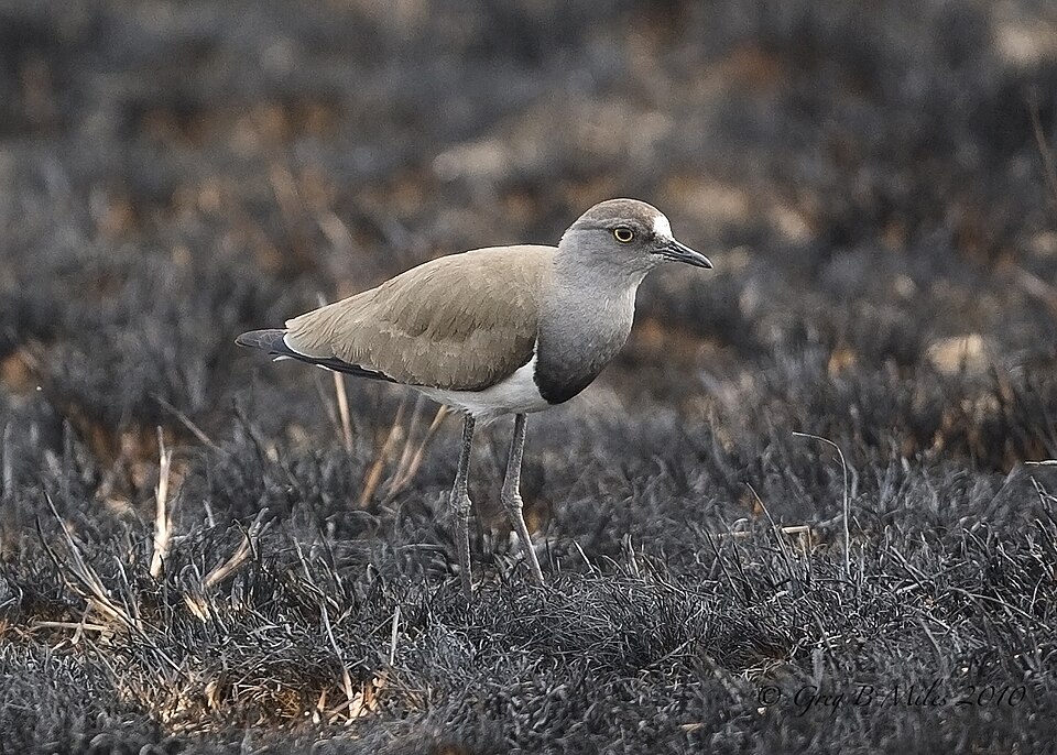 Senegal Lapwing