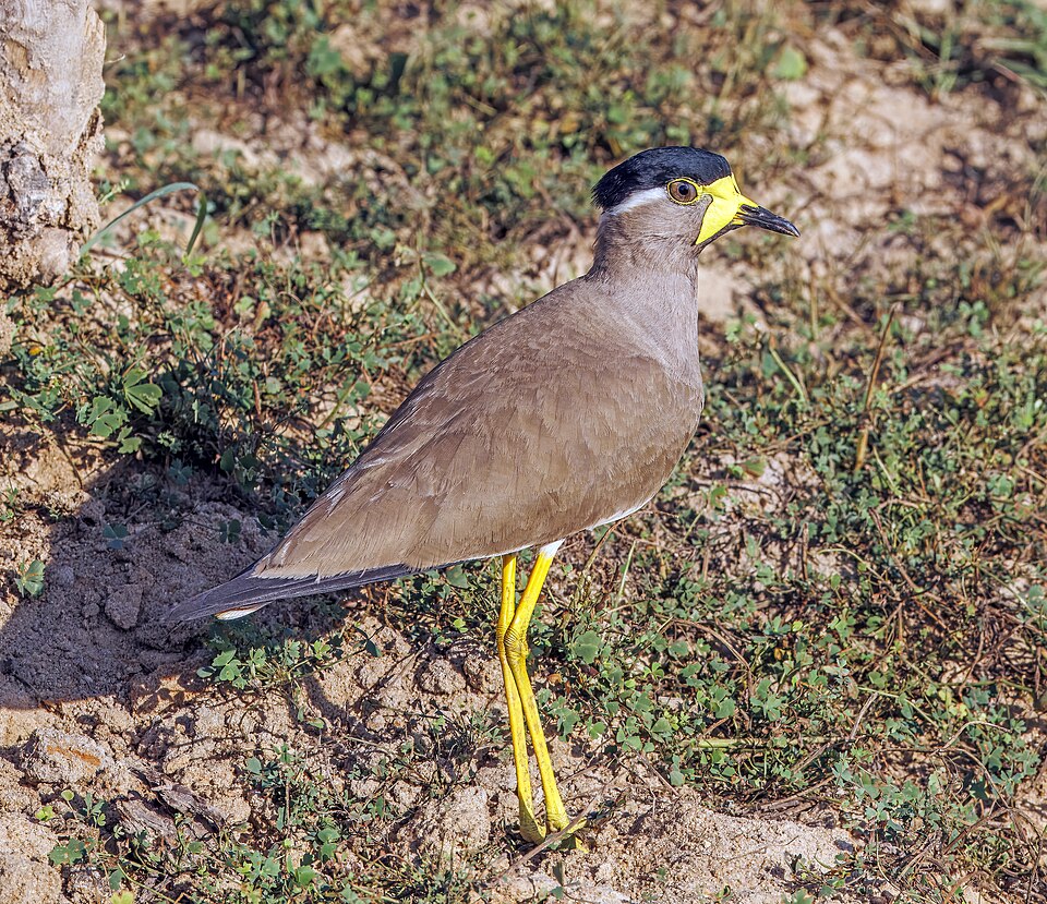 Yellow-wattled Lapwing