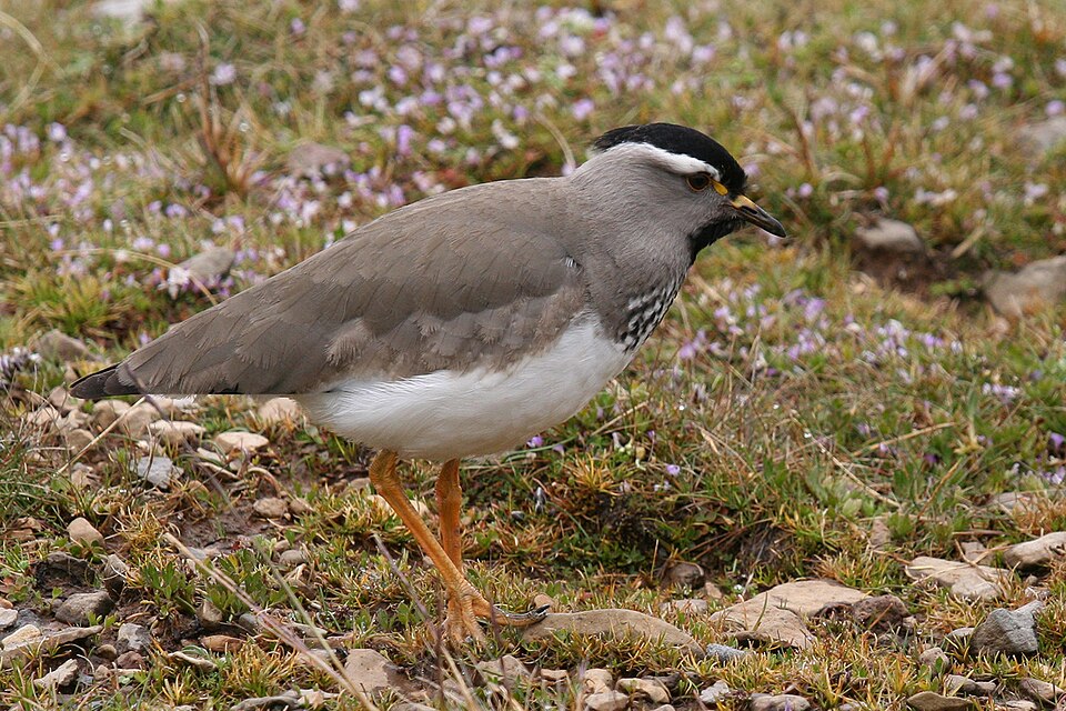 Spot-breasted Lapwing