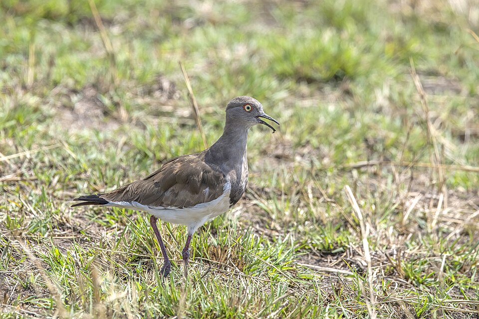 Black-winged Lapwing