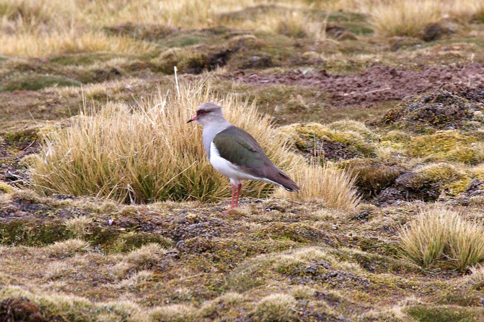 Andean Lapwing