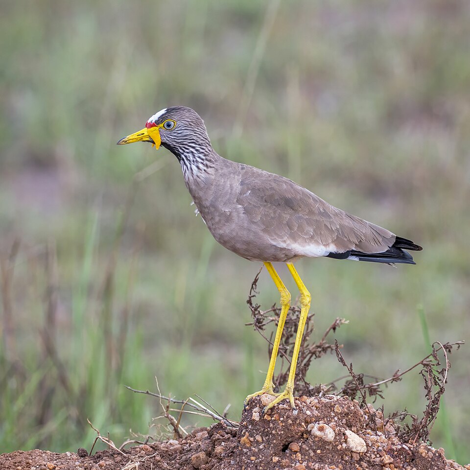 African Wattled Lapwing