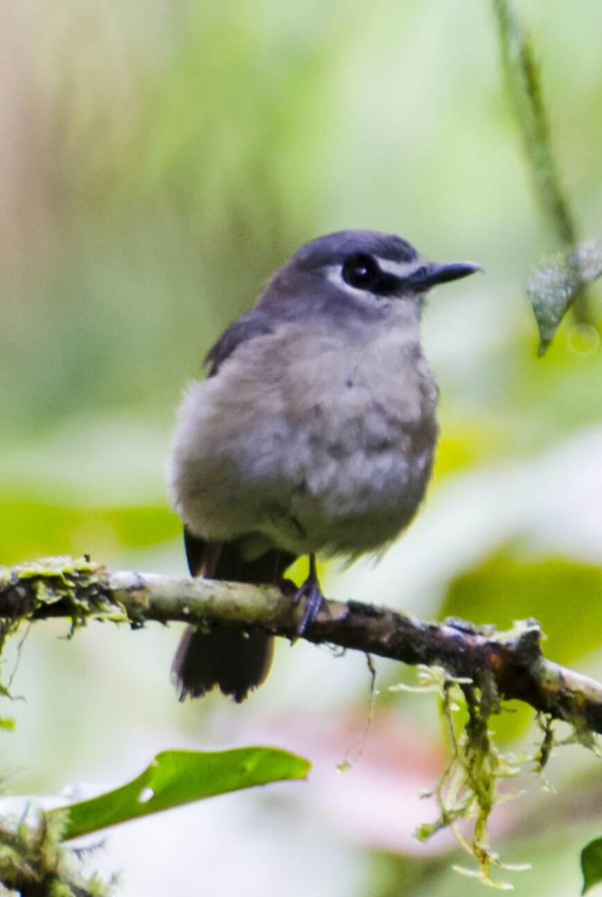 Slaty-backed Jungle Flycatcher