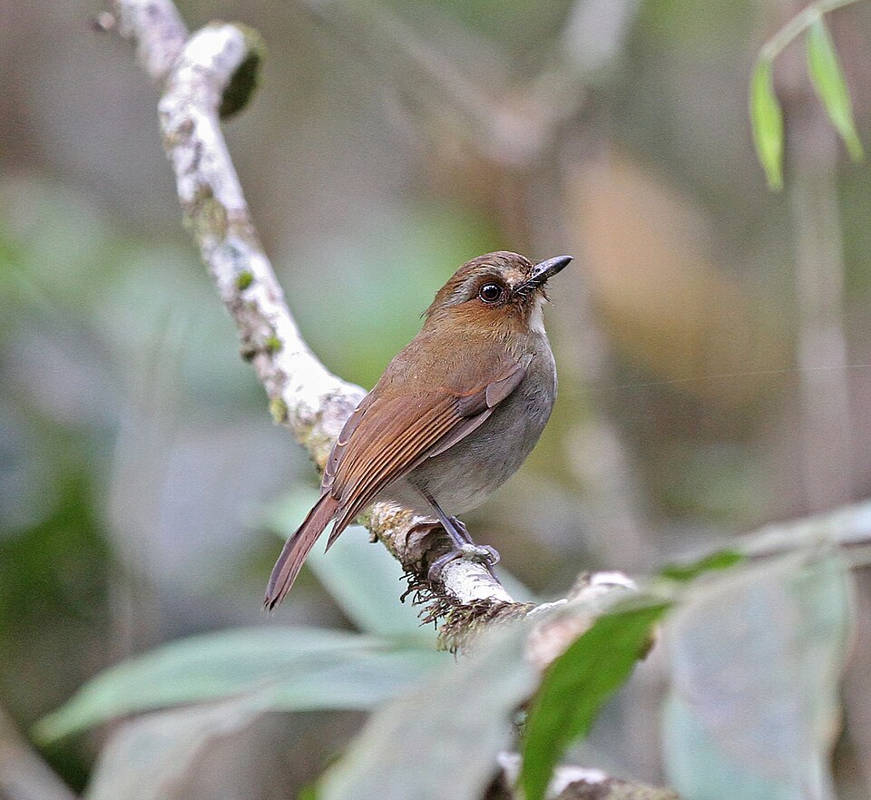 Eyebrowed Jungle Flycatcher
