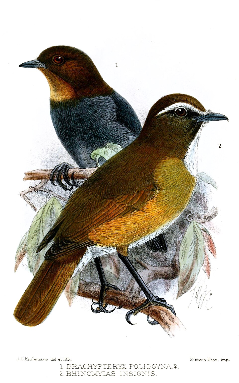 White-browed Jungle Flycatcher