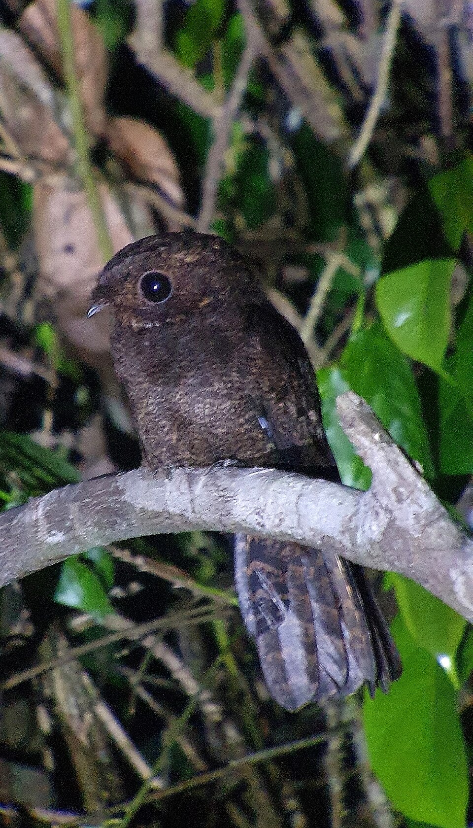 Brown Nightjar