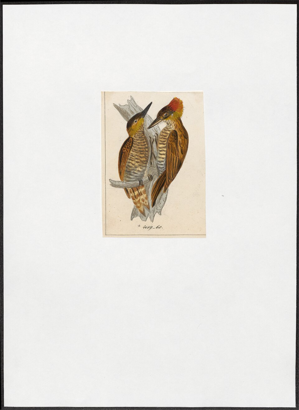Red-stained Woodpecker