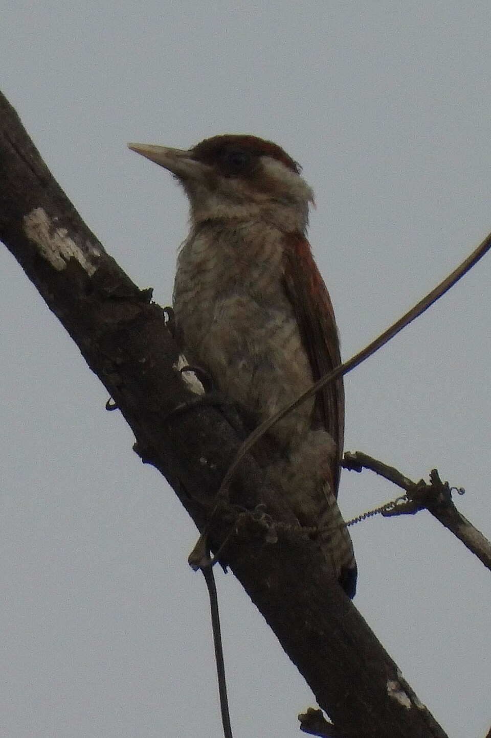 Scarlet-backed Woodpecker