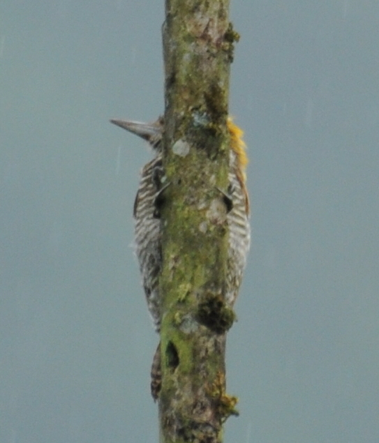 Choco Woodpecker