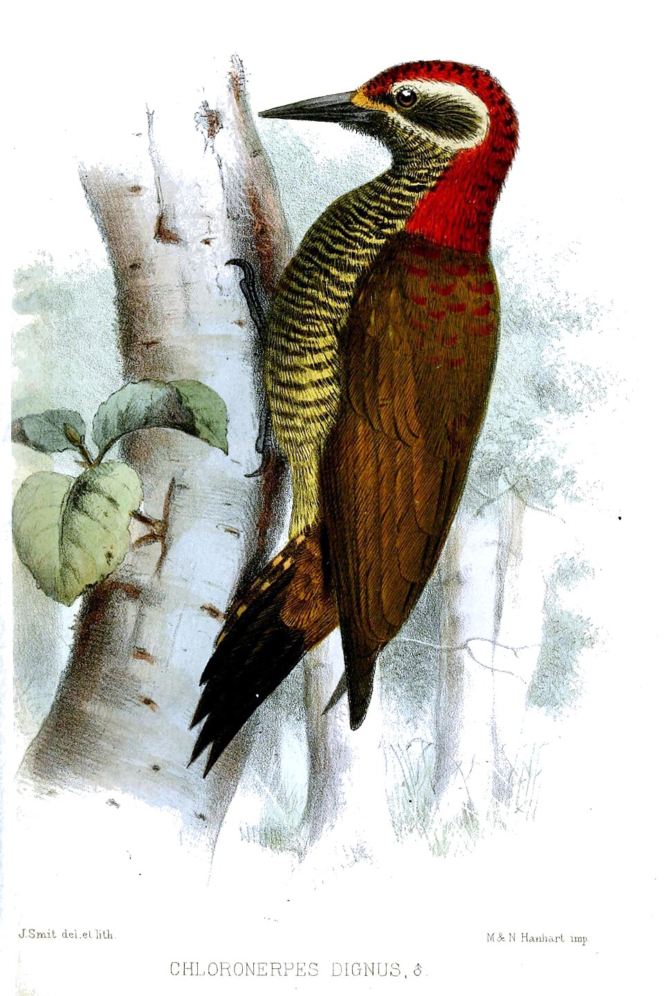 Yellow-vented Woodpecker
