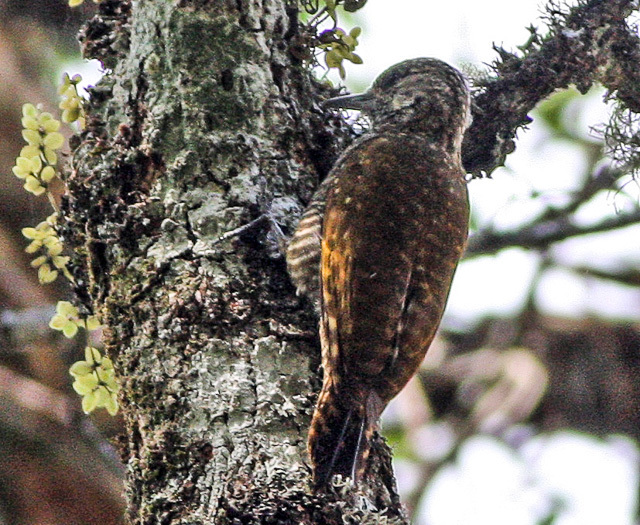 Dot-fronted Woodpecker