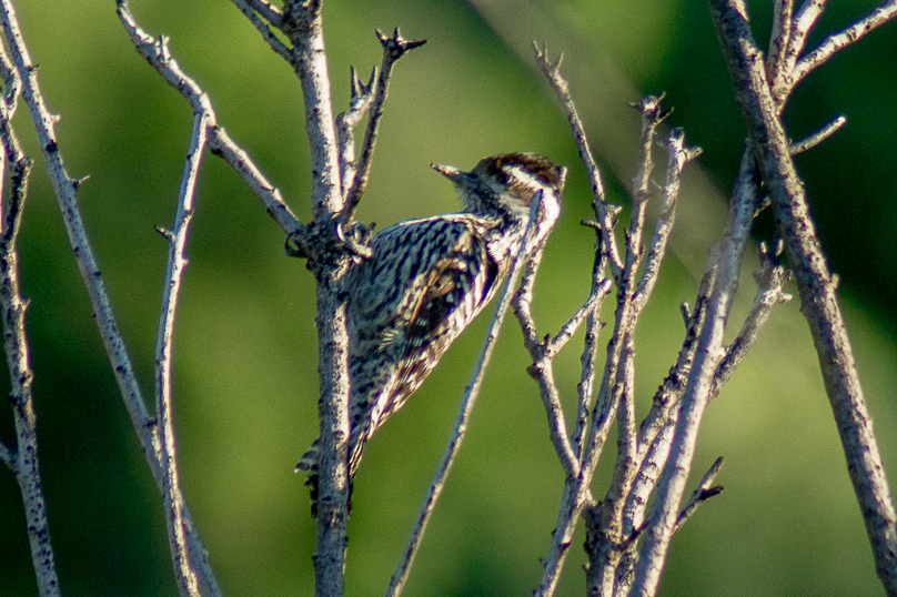 Striped Woodpecker