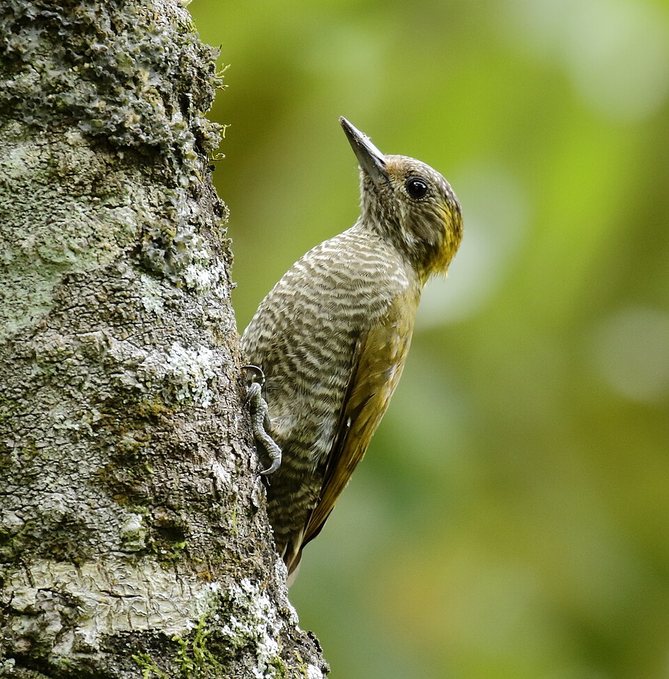 Yellow-eared Woodpecker