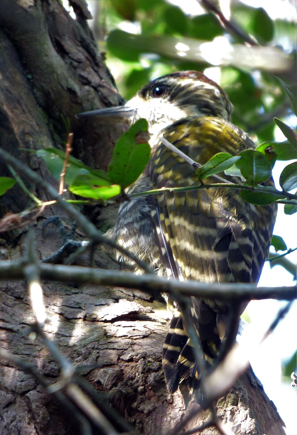 Checkered Woodpecker