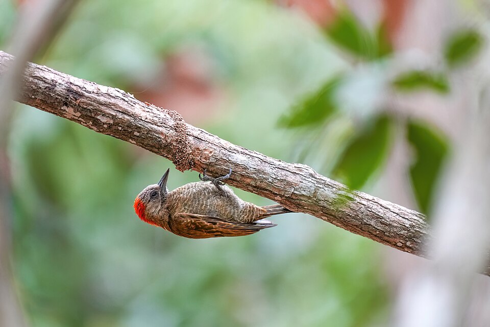 Little Woodpecker