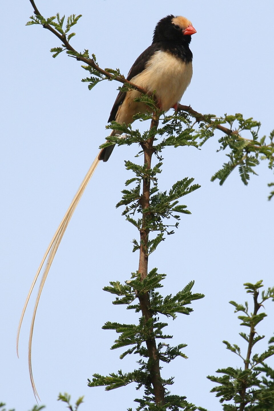 Straw-tailed Whydah