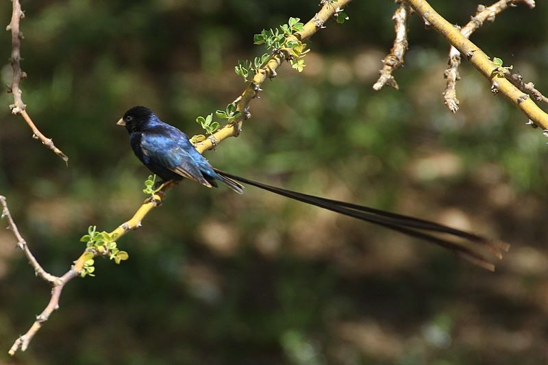 Steel-blue Whydah