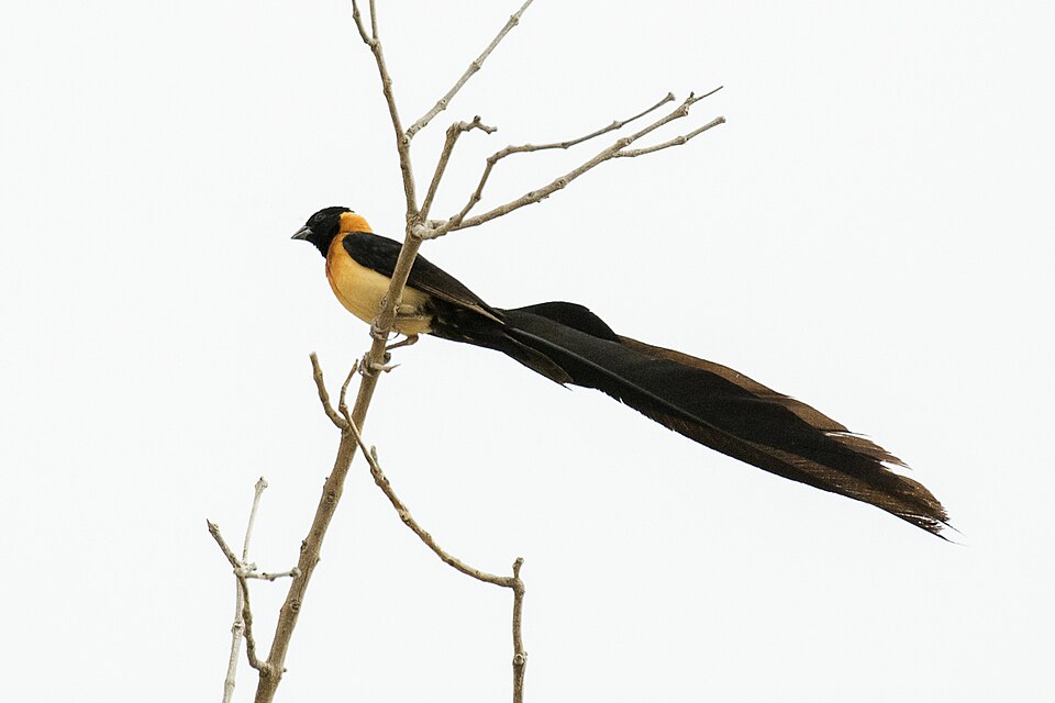 Exclamatory Paradise Whydah