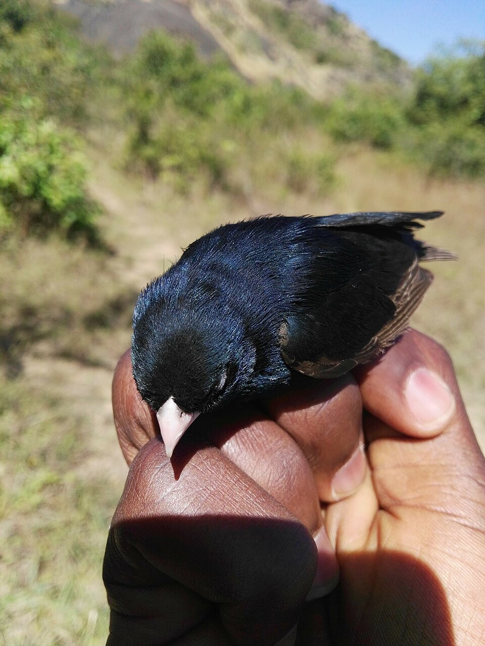 Jos Plateau Indigobird