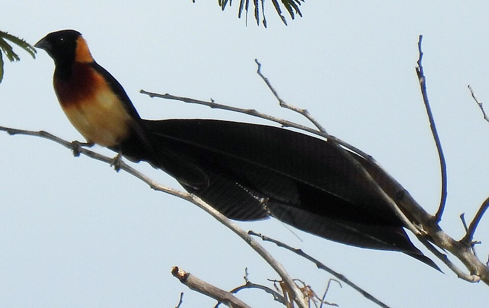 Broad-tailed Paradise Whydah