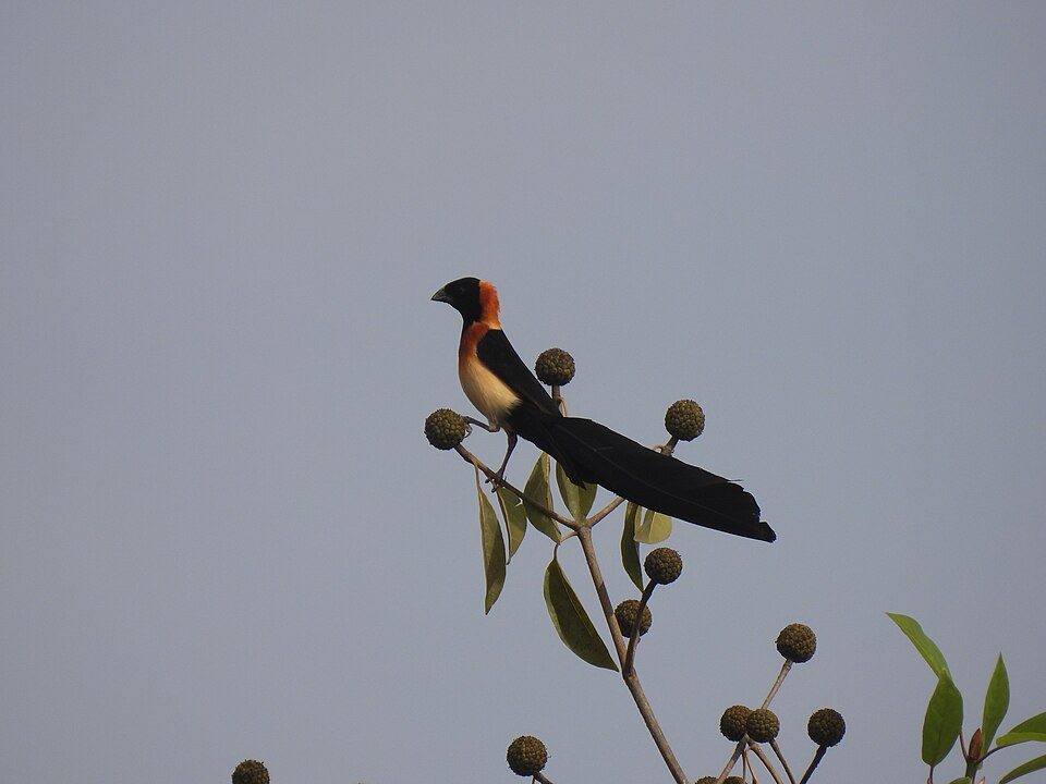 Sahel Paradise Whydah