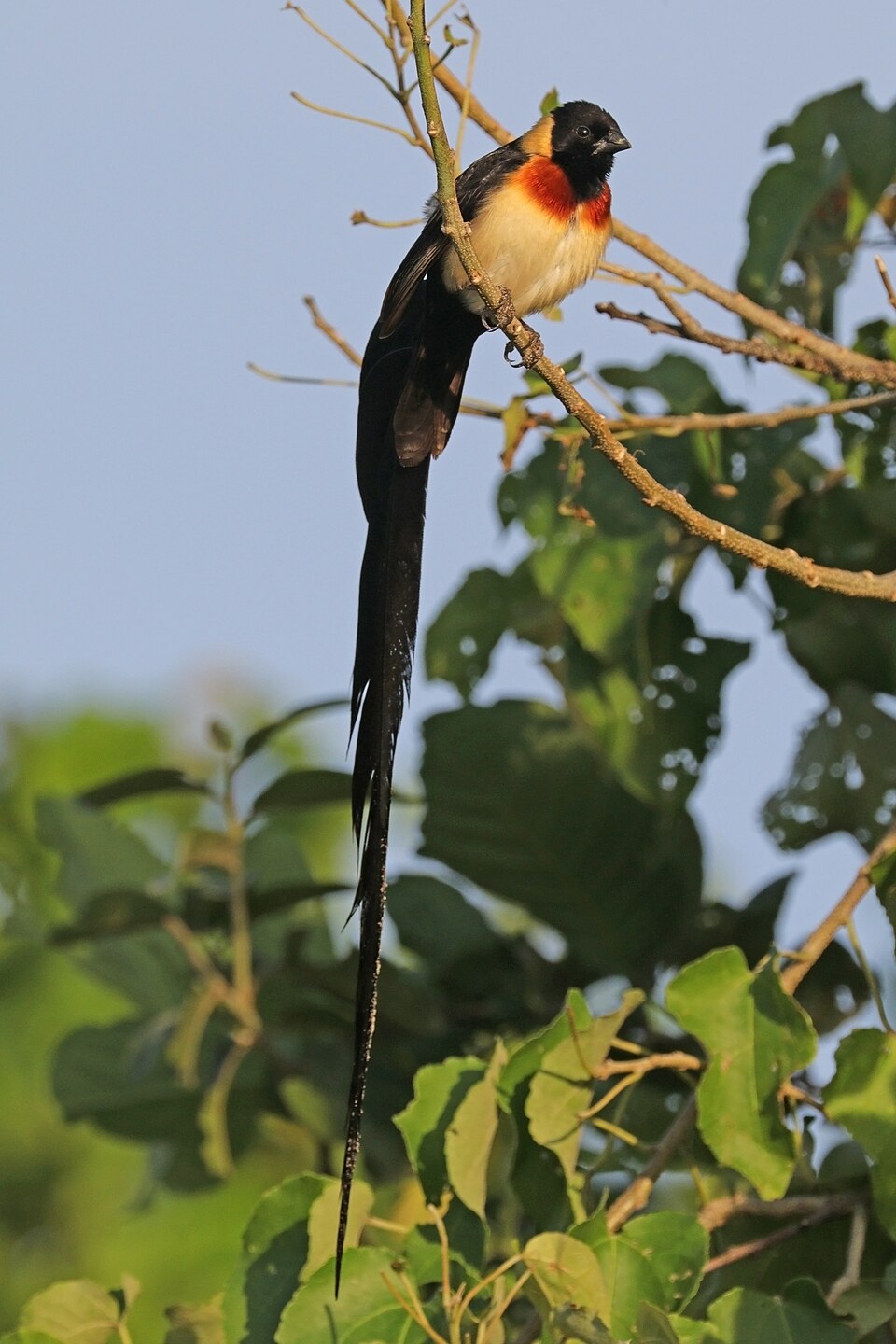 Long-tailed Paradise Whydah