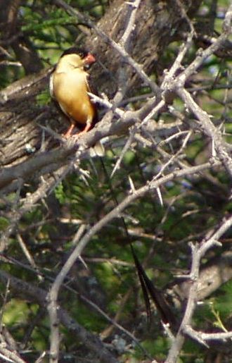 Shaft-tailed Whydah