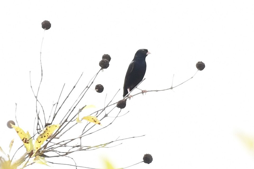 Wilson's Indigobird