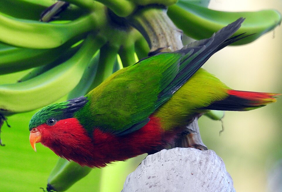 Kuhl's Lorikeet