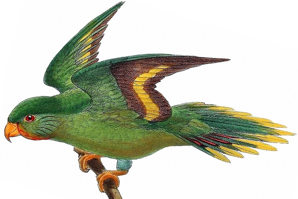 Red-chinned Lorikeet