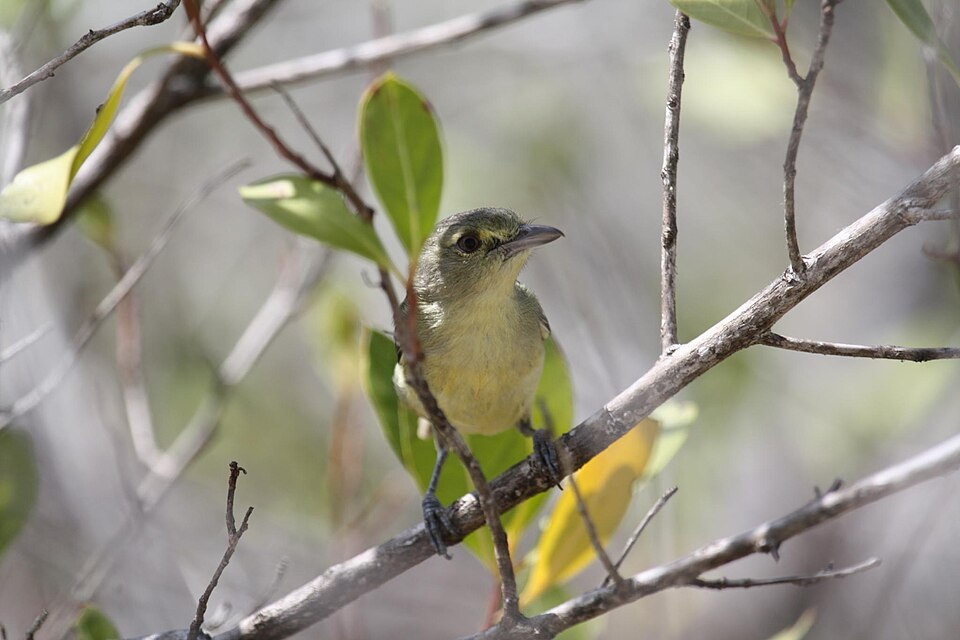 Providencia Vireo