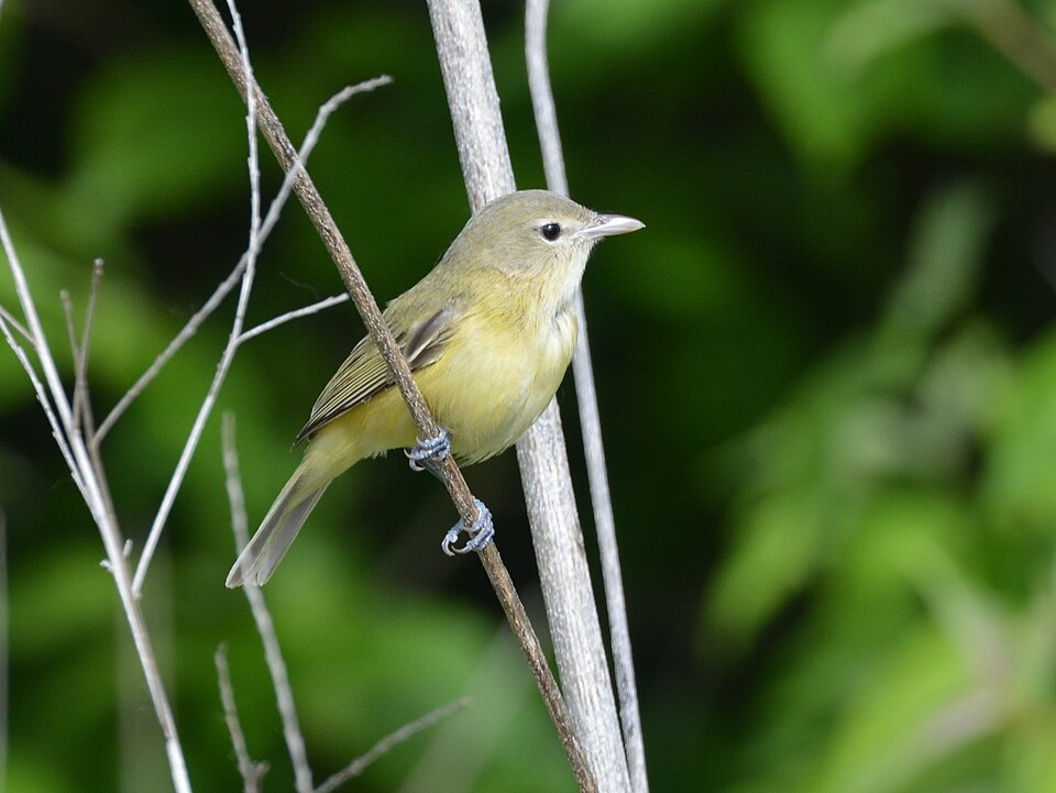 Bell's Vireo