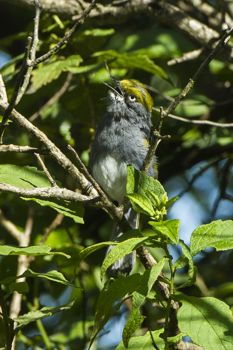 Slaty Vireo