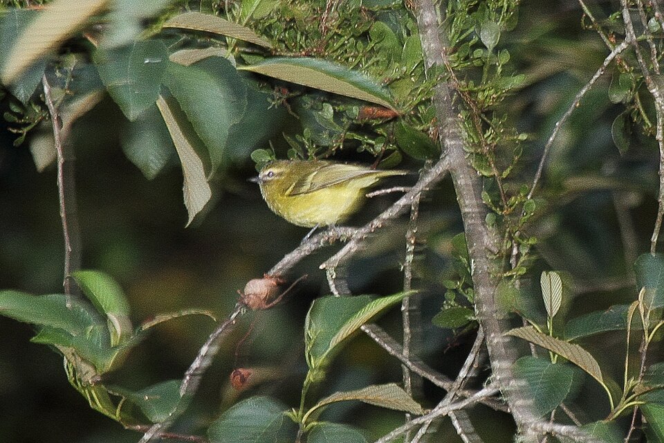 Yellow-winged Vireo
