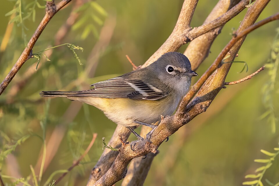 Cassin's Vireo