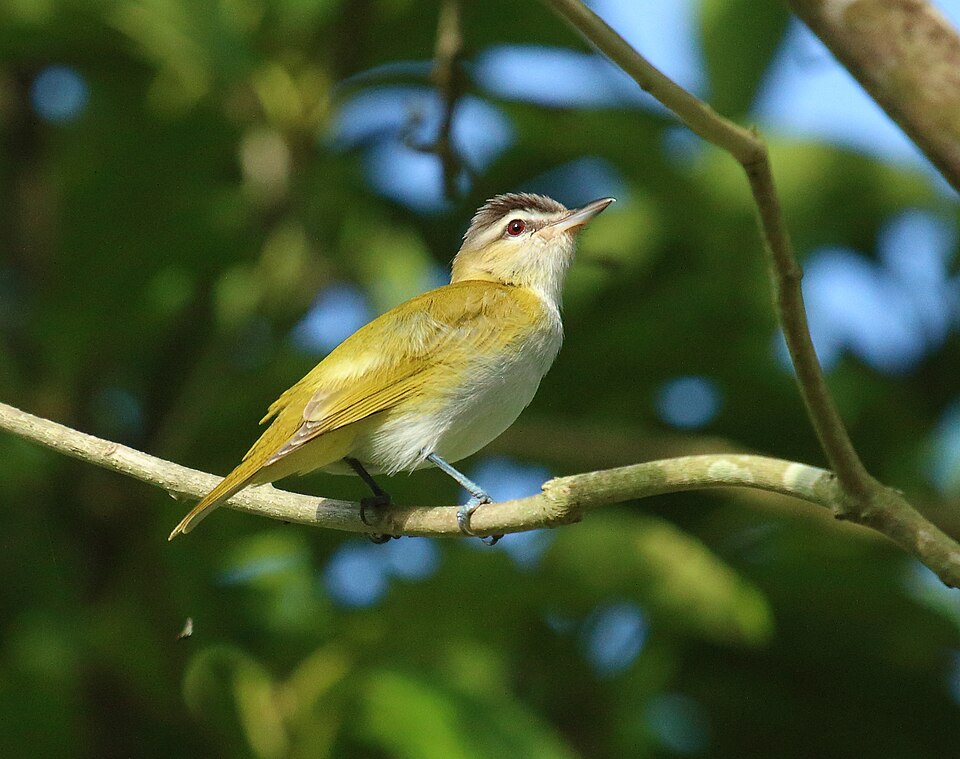 Chivi Vireo