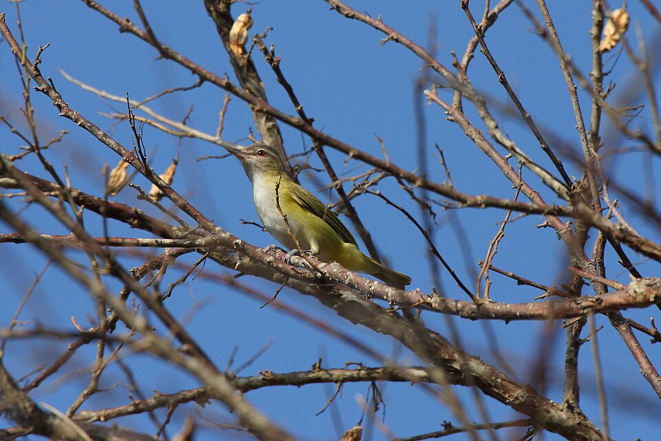 Yellow-green Vireo