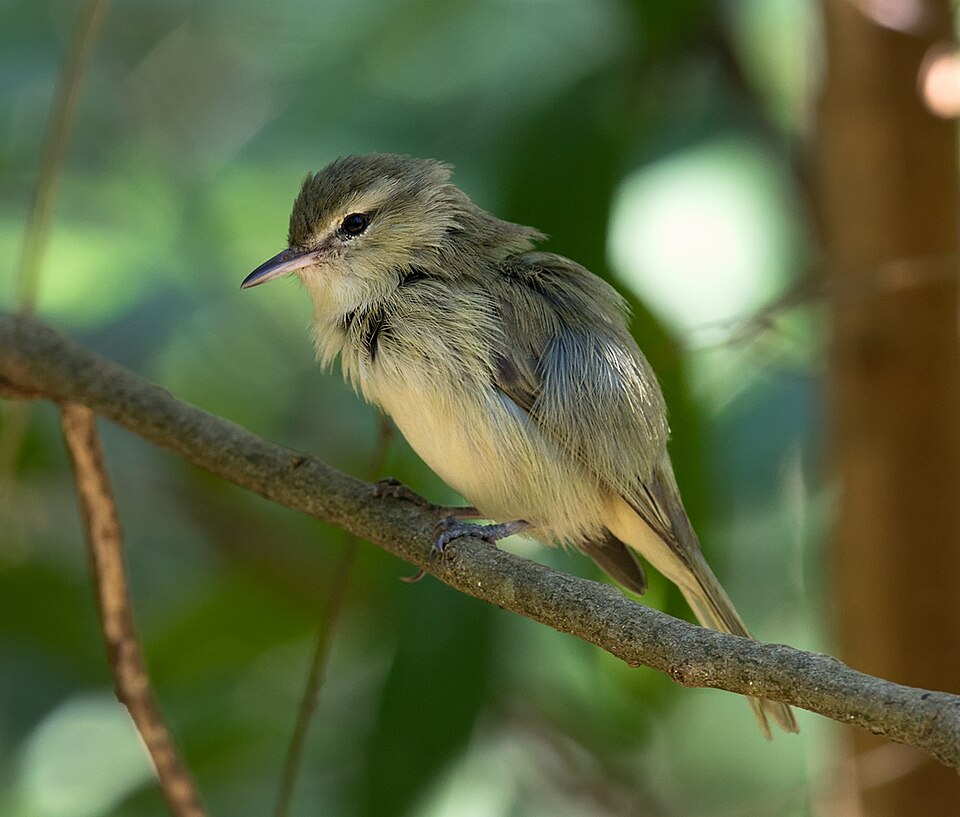 Noronha Vireo