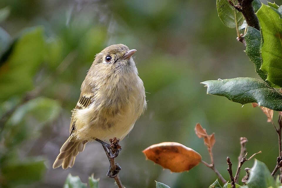Hutton's Vireo