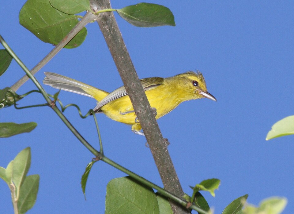 Golden Vireo